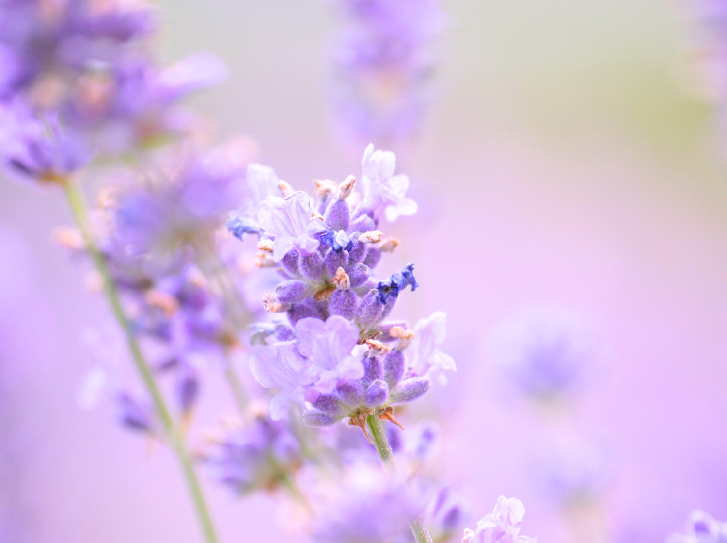 Close-up of blooming lavender flowers in soft focus, symbolizing natural calming ingredients and botanical extracts used in collagen powders for skin health, anti-aging, and wellness.