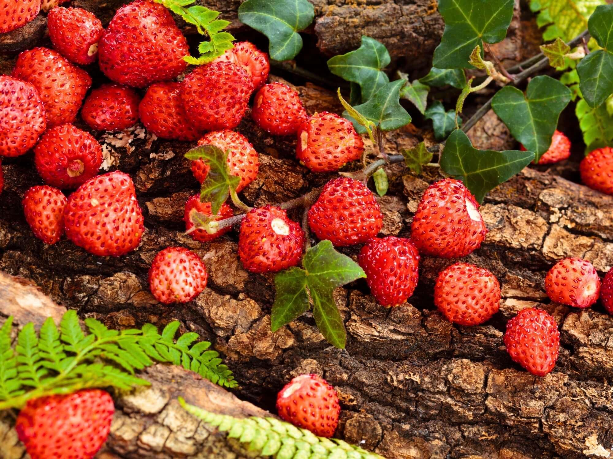 The Health Benefits of Wild Strawberries Combined with Collagen - restora:cell