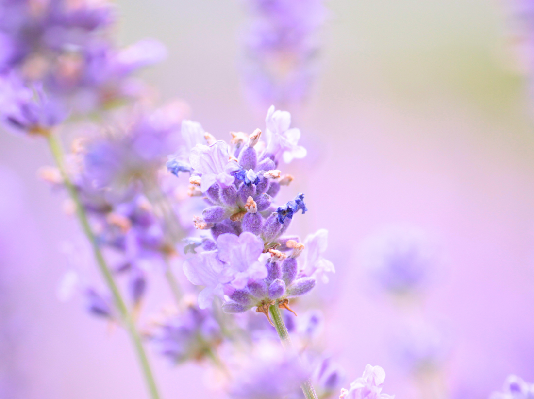 Close-up of blooming lavender flowers in soft focus, symbolizing natural calming ingredients and botanical extracts used in collagen powders for skin health, anti-aging, and wellness.