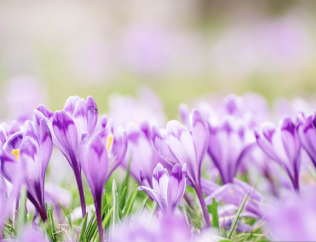 Spring Glow-Up: The Best Time to Renew Your Skin & Wellness with Collagen - restora:cell